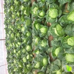 泗水优质大棚甘蓝已上市