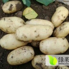 滕州土豆香甜可口界河洪增诚信合作