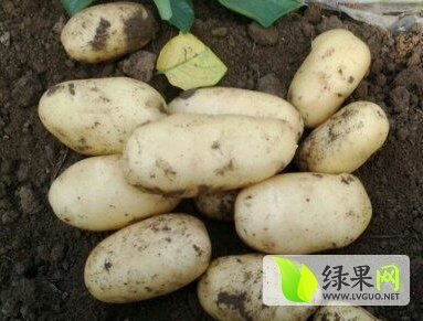 2015年山东滕州荷兰十五价格