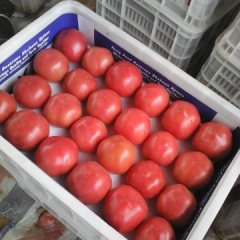 山东粉红色西红柿大量上市