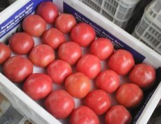 山东粉红色西红柿大量上市