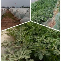 勐海西瓜香甜可口,勐遮陈涧诚信合作