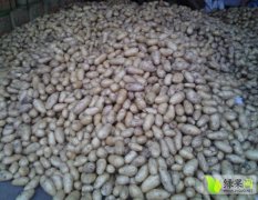 内蒙古海拉尔荷兰十五土豆随行就市