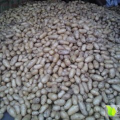 内蒙古海拉尔荷兰十五土豆随行就市