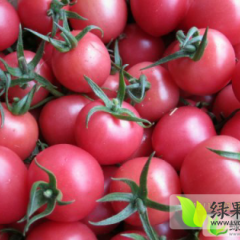 山东莘县千禧圣女果聚焦市场