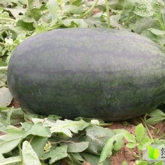 广西江南苏圩镇黑美人西瓜，小麒麟西瓜