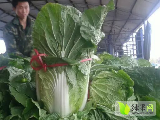 2015年山东青州菊锦春白菜价格