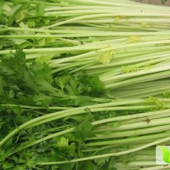 东昌府芹菜欢迎全国客户诚信合作