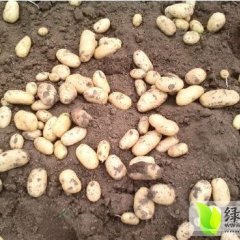 山东滕州荷兰十五土豆口感爽口