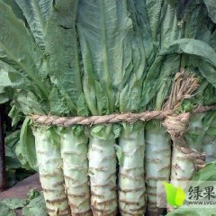 山东泰安莴苣大量上市