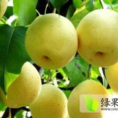 蒲城砀汕酥梨在全国都比较出名