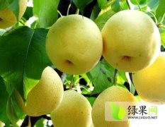蒲城砀汕酥梨在全国都比较出名