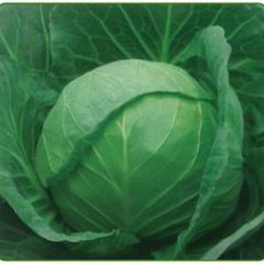 山东郯城卷心菜甘蓝早买早赚