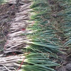 冕宁四季盛产大葱 雪白的葱白