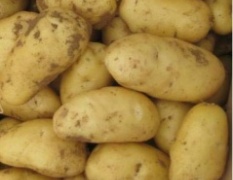 泗水土豆每年4月份上市