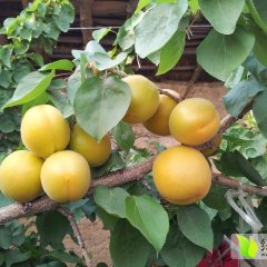 费县薛庄孙士伟4月金太阳杏杏子