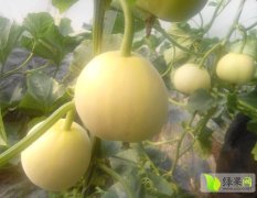 潍坊市谭坊镇陈素贞甜王