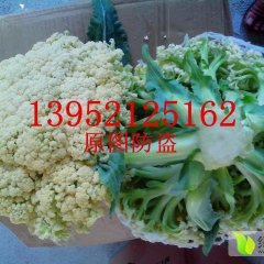 江苏沛县松花菜9-10-11-12月大量上市供应