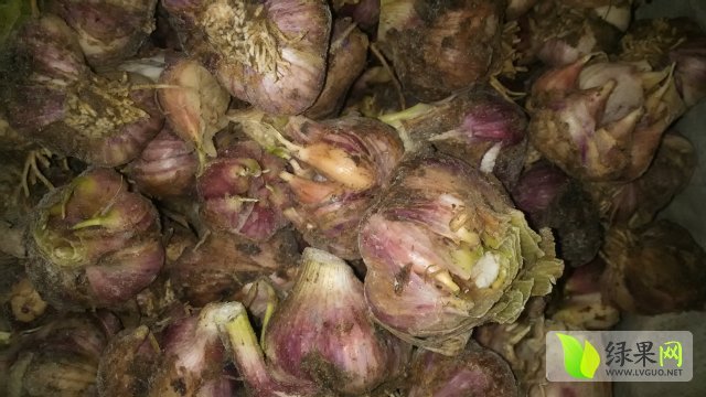 2015年四川汉源新鲜大蒜价格