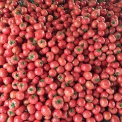 淄博市临淄区西红柿大量上市