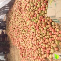 供应沭阳代收西红柿电话18796495853