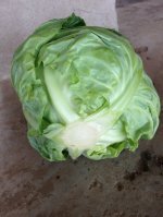 定州蔬菜基地大量供应甘蓝