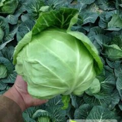 江苏沛县美味早生绿甘蓝著名品牌，广泛畅销！