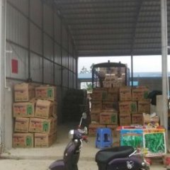 钦南辣椒火热上市那丽黄七哥诚信合作