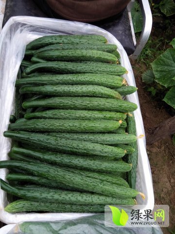 2015年河南夏邑中农106黄瓜价格