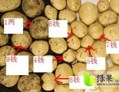 河南：长期代理收购8钱以下小土豆