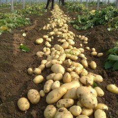 山东安丘荷兰十五土豆欢迎合作