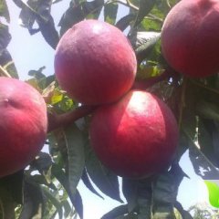 费县蜜桃品质优良,薛庄刘学增诚信合作