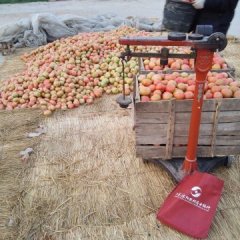 沭阳西红柿长势旺盛大尖老张诚信合作