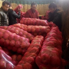 山西临猗秦冠苹果产销两旺