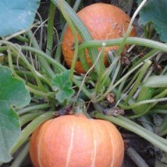 内蒙古乌拉特前旗日本小南瓜：