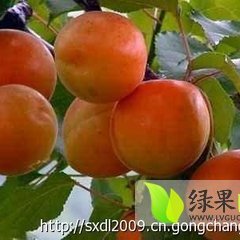 道香金太阳杏价格道香金太阳杏批发