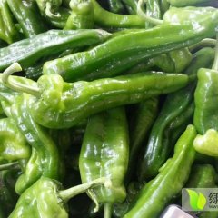 砀山辣椒质量保证县城王浩诚信合作