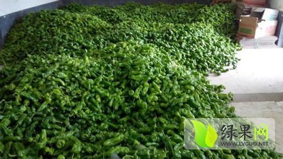 2015砀山辣椒走过路过不要错过