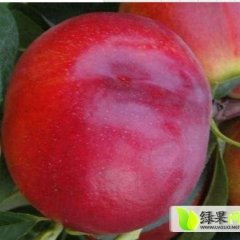 河南灵宝油桃早买早赚