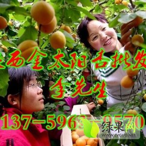 2015年陕西大荔金太阳杏价格
