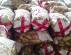 大量供应大棚荷兰土豆
