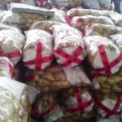 大量供应大棚荷兰土豆