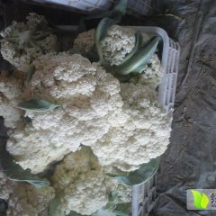 高唐菜花口感爽口,姜店杜月春诚信合作