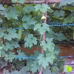 扶绥渠黎黄英武4月毛节瓜冬瓜