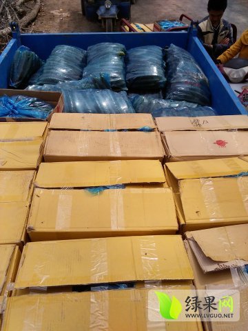 2015年河南夏邑德瑞特721黄瓜价格