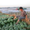 昌乐西瓜产销两旺,城南杨强诚信合作