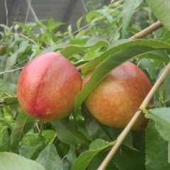 山东青岛油桃126、未来一号、中油四号火热上市