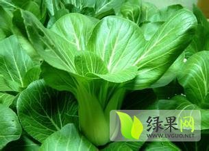 新泰青云王作凤1月上海青油麦菜