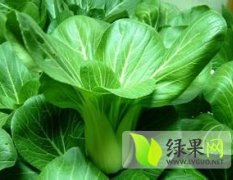 新泰青云王作凤1月上海青油麦菜