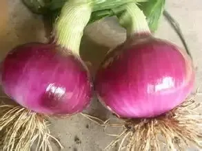 河南通许包上车紫皮洋葱